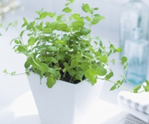 �ь��P�A�ƃT�v�������g